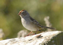 Zonotrichia leucophrys leucophrys (Forster & JR 1772) resmi