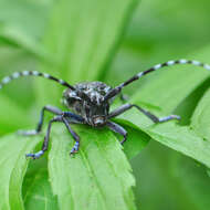 Image of Citrus long-horned beetle