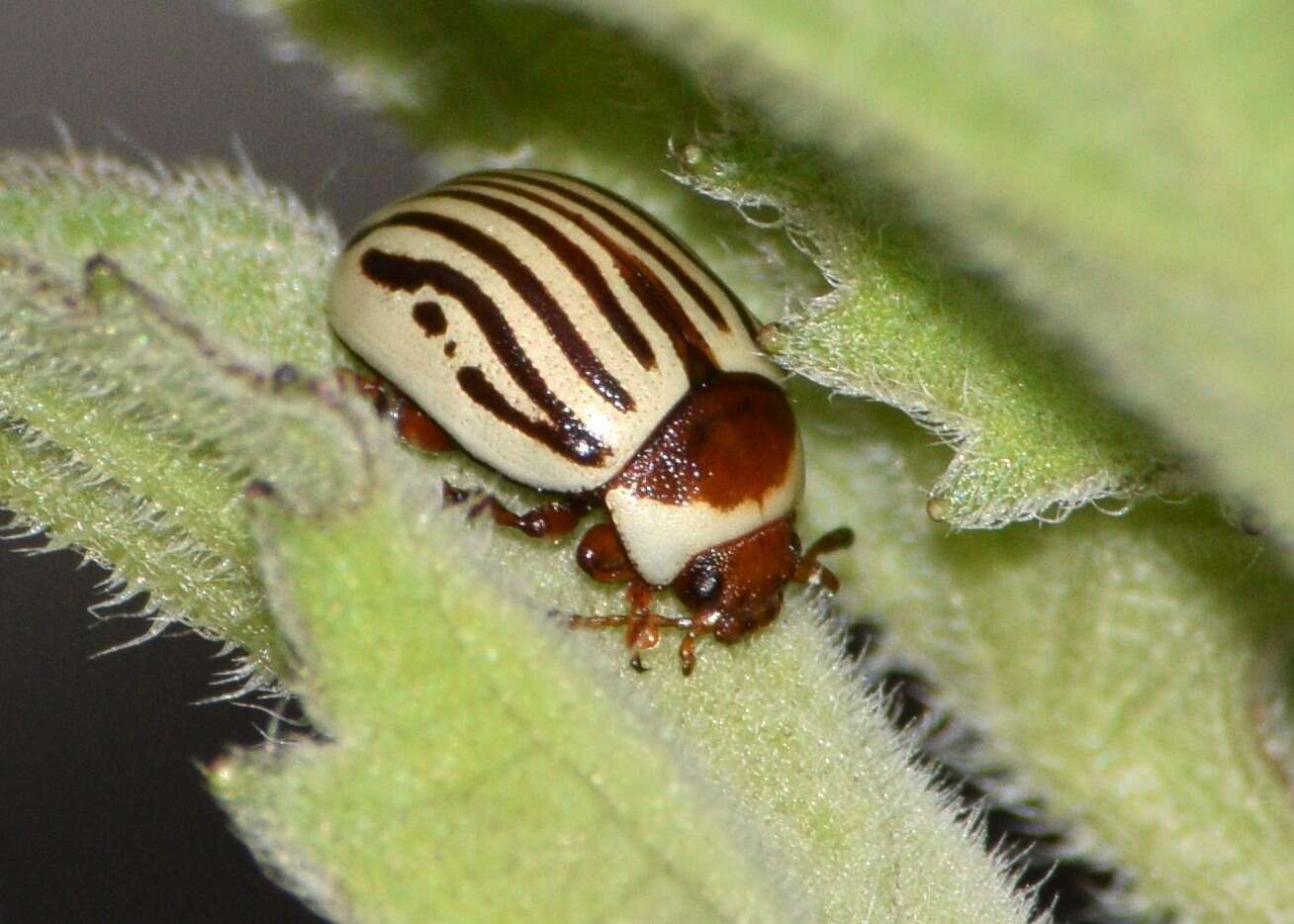 Image of Sunflower Beetle