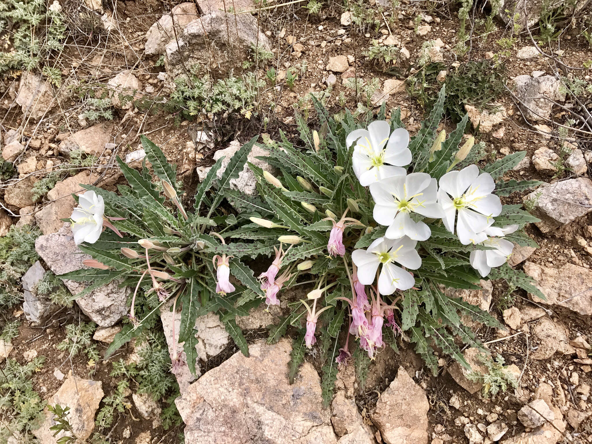 Oenothera cespitosa Nutt. resmi