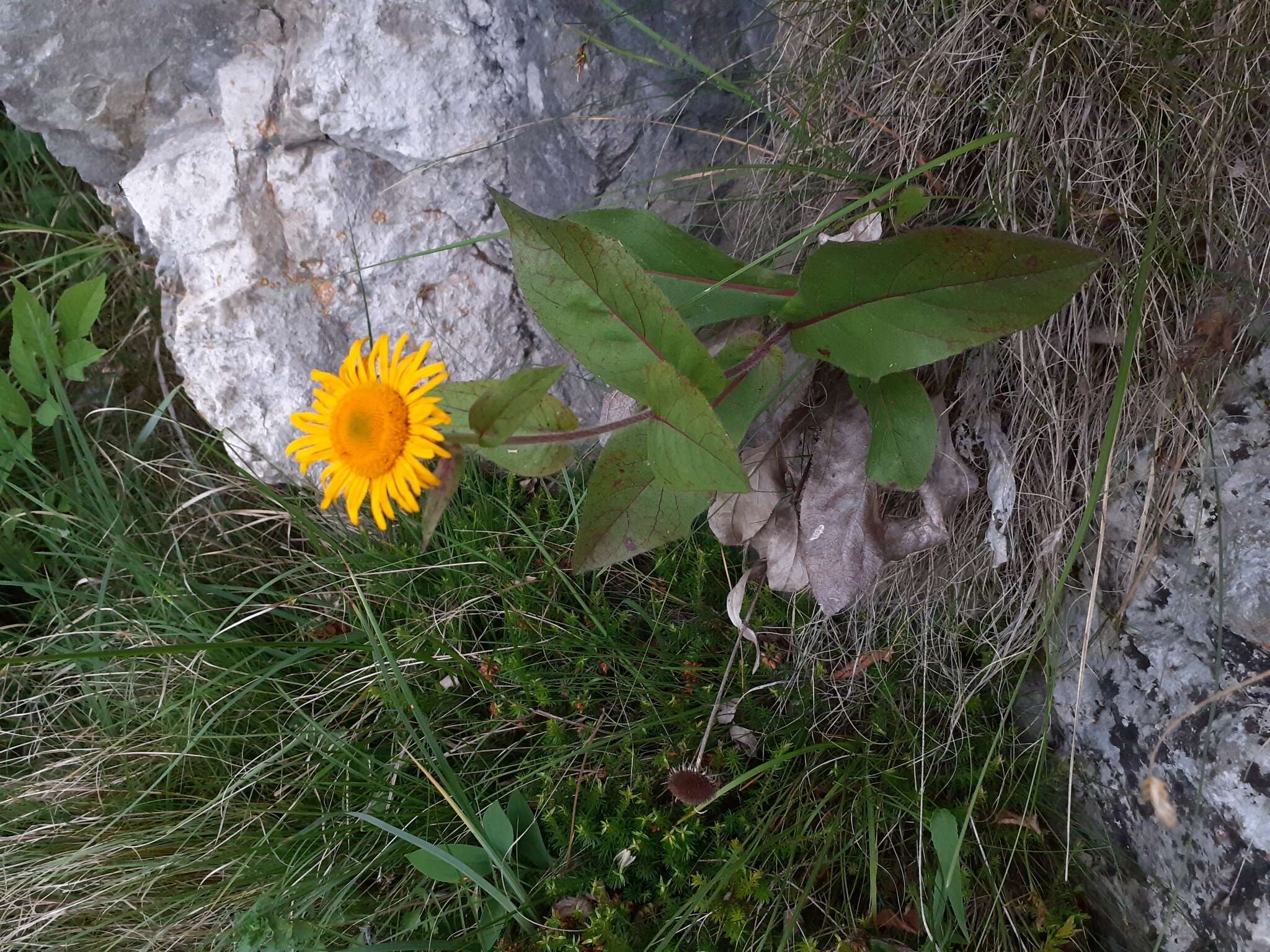 Image of dwarf oxeye