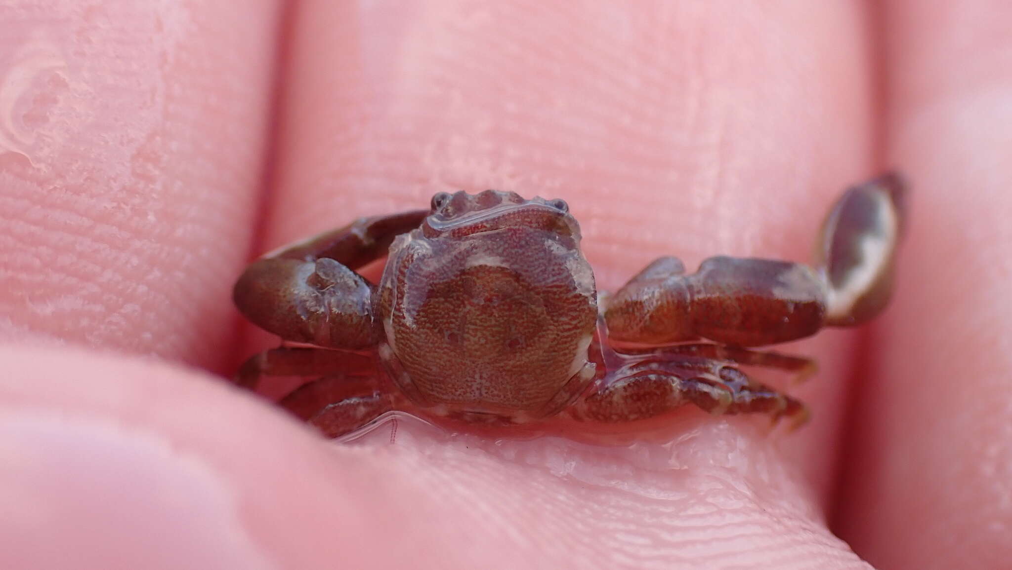 Image of common porcelain crab