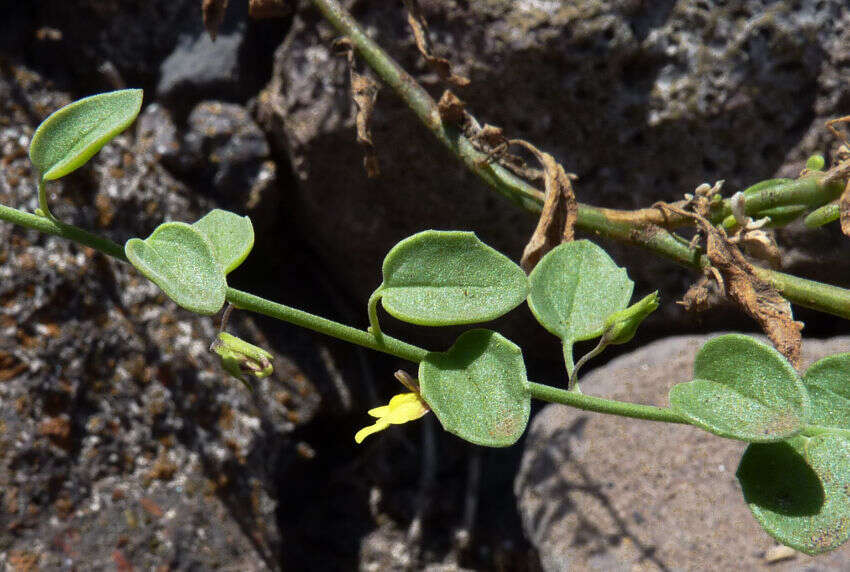 Image of Nanorrhinum elegans (G. Forst.) Ghebr.