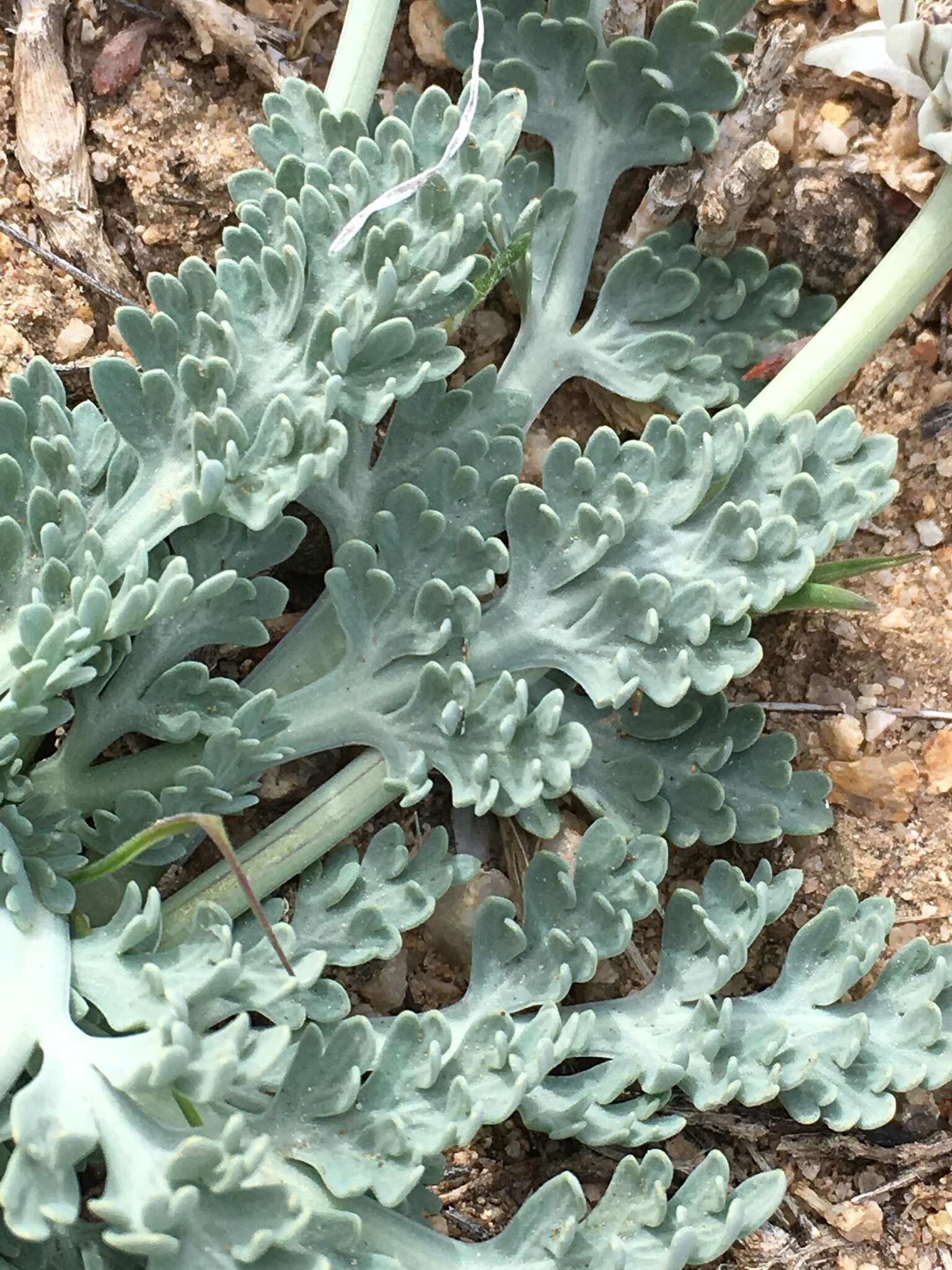 Image of widewing springparsley