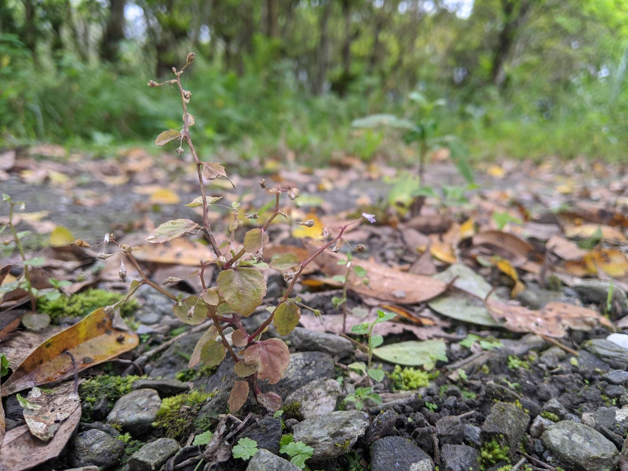 Sivun Lobelia heyneana Schult. kuva