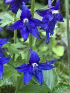 Image of Baker's delphinium