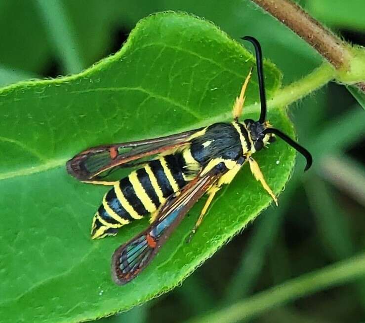 Image of Riley's Clearwing