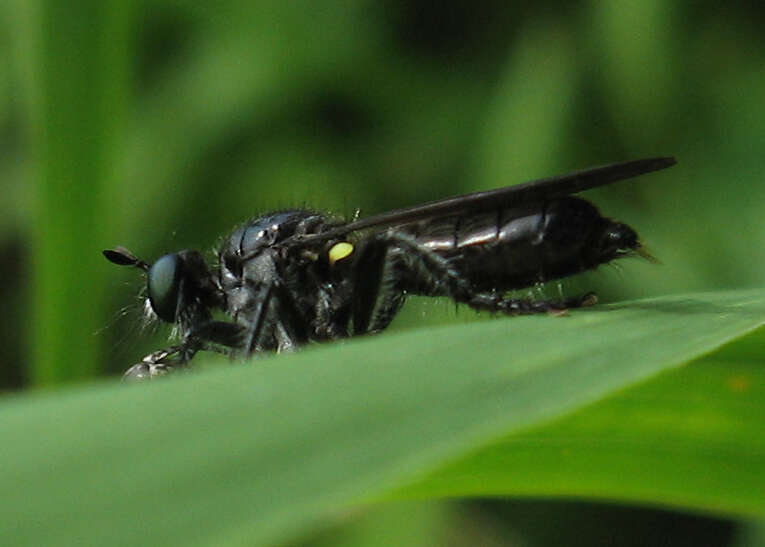 Image of Laphria canis Williston 1883