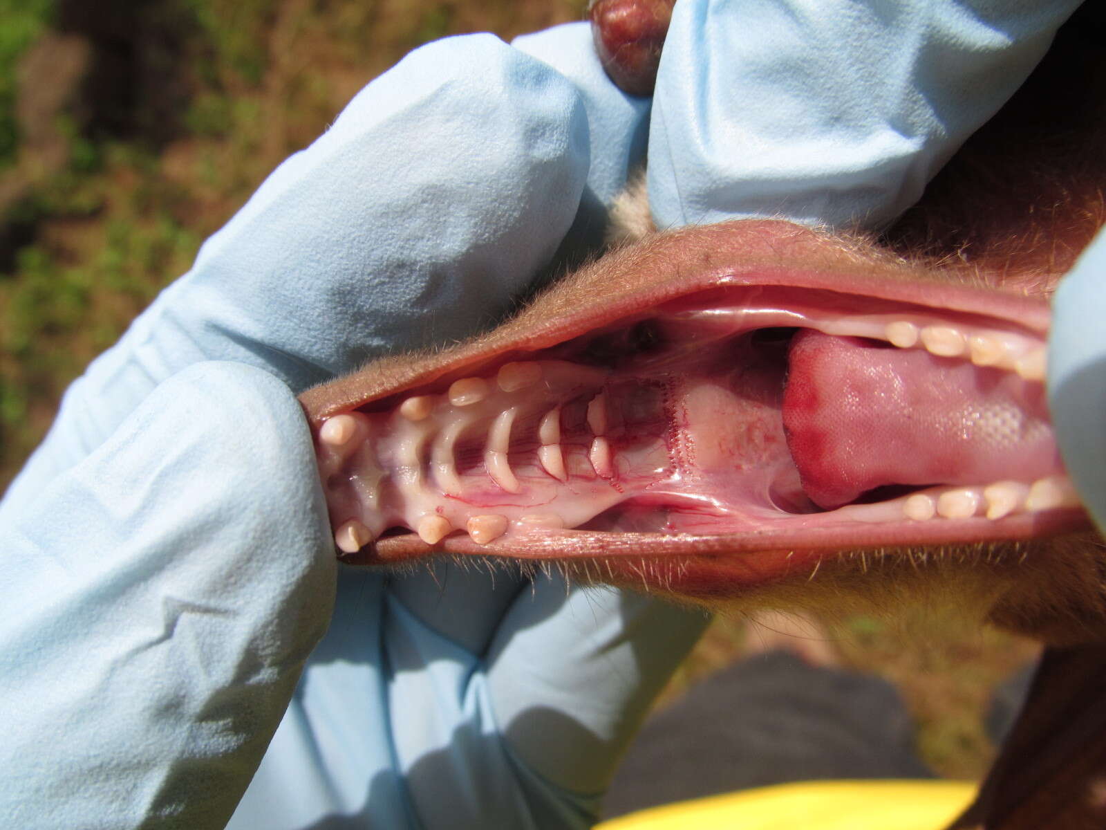 Image of Ethiopian Epauletted Fruit Bat