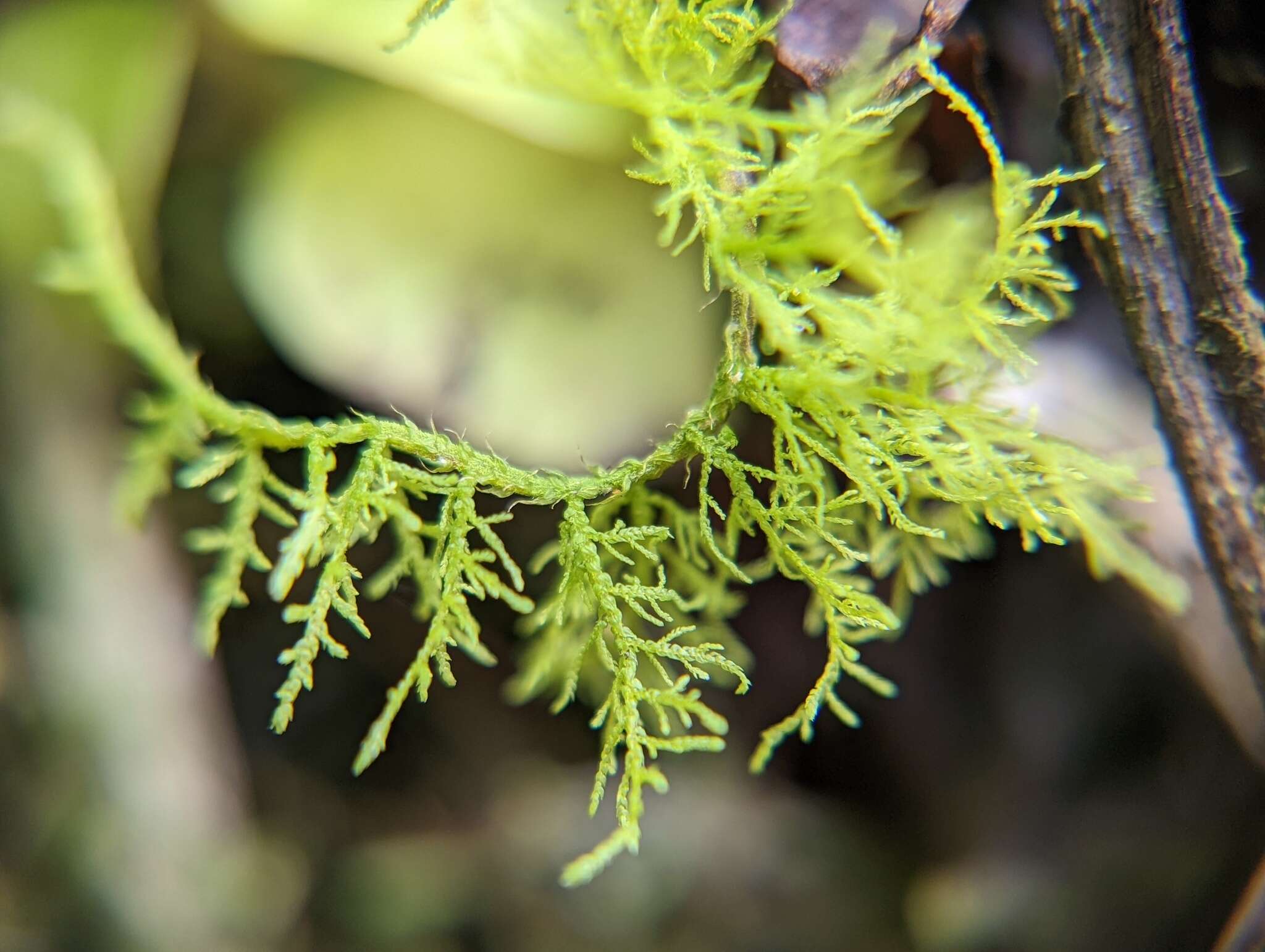 Image of Thuidium urceolatum Lorentz 1864