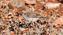 Image of Crimson Chat