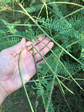 Image of bigpod sesbania