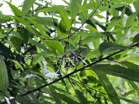 صورة Solanum pittosporifolium Hemsl.