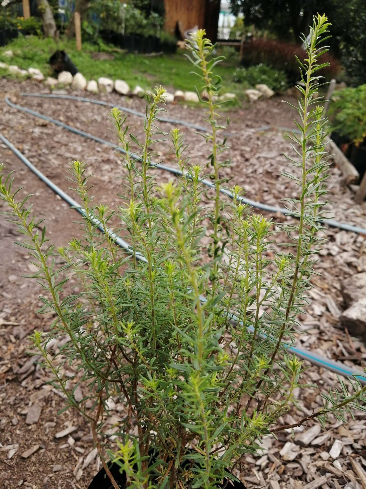 Image of Selago glomerata Thunb.