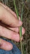 Imagem de Panicum pinetorum Swallen