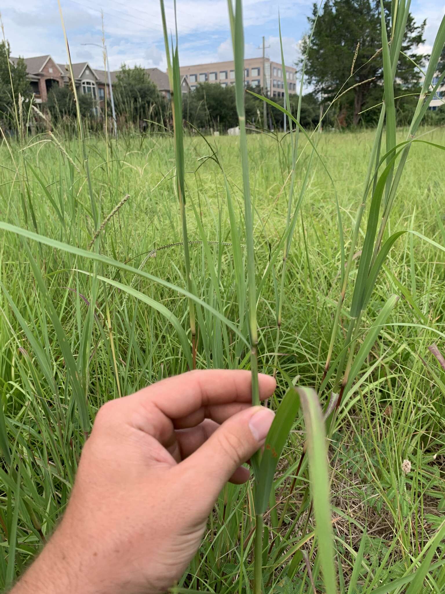 Imagem de Bothriochloa longipaniculata (Gould) Allred & Gould