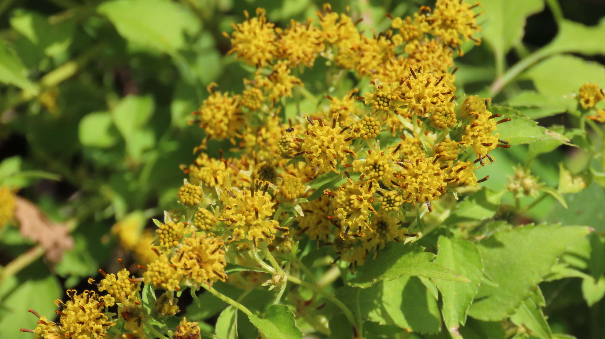 Слика од Bidens reptans (L.) G. Don