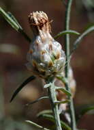 Image of Centaurea sarandinakiae Illarionova