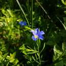 Plancia ëd Linum alpinum subsp. julicum (Hayek) Hegi