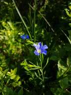 Imagem de Linum alpinum subsp. julicum (Hayek) Hegi