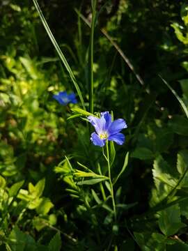 Imagem de Linum alpinum subsp. julicum (Hayek) Hegi