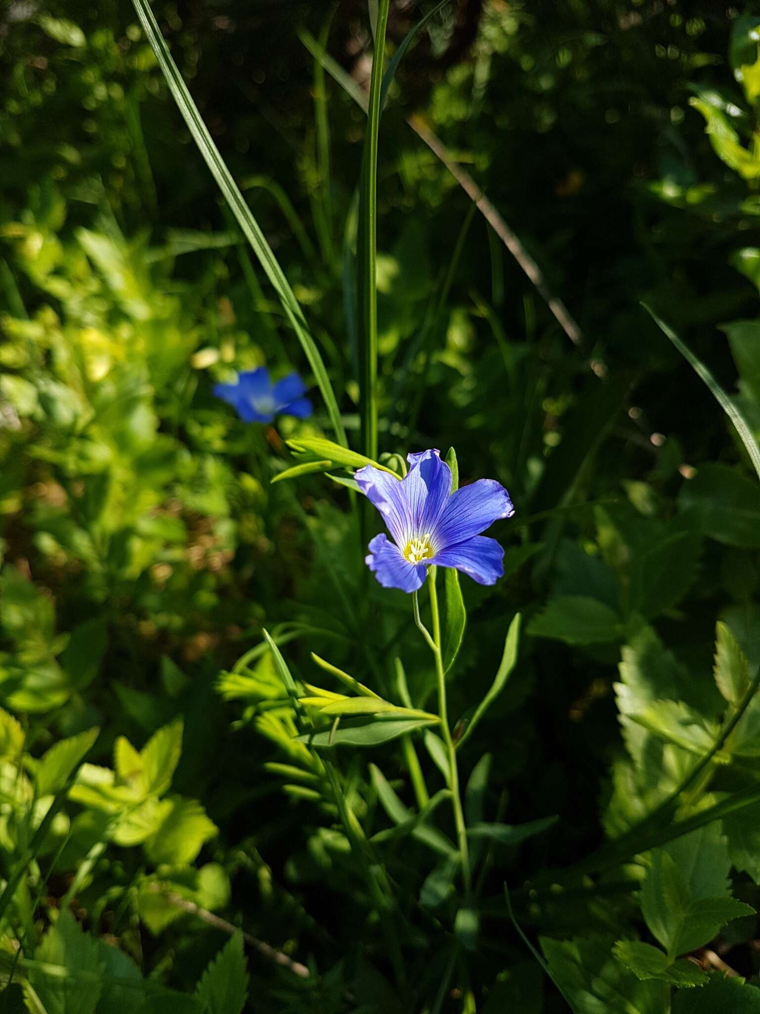 Imagem de Linum alpinum subsp. julicum (Hayek) Hegi