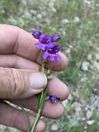 Image of New Mexico beardtongue