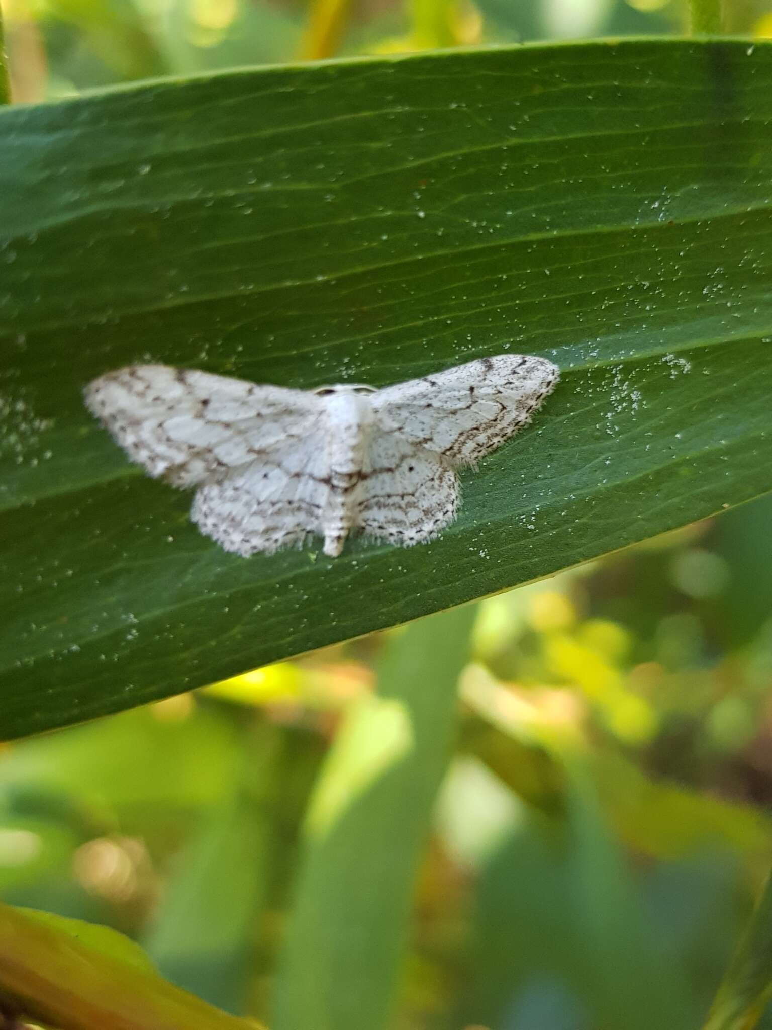 Imagem de Idaea calunetaria Staudinger 1859