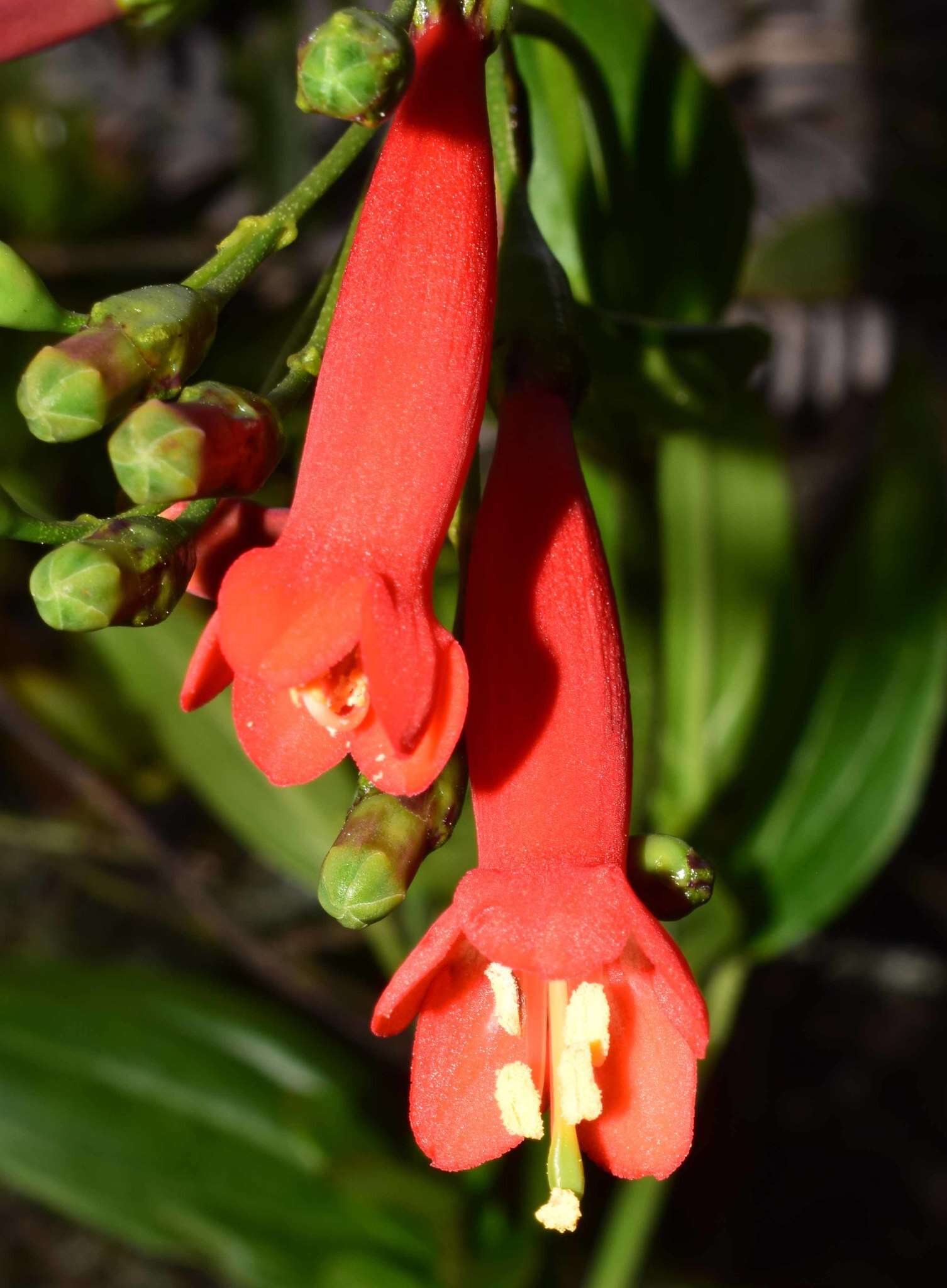 Lehmanniella pulchra (W. J. Hook.) J. E. Simonis ex P. J. M. Maas resmi