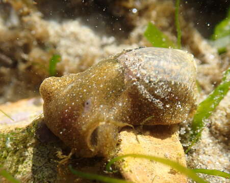 Image of Haminoea virescens (G. B. Sowerby II 1833)