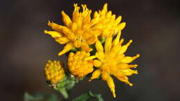 Image of alkali goldenbush