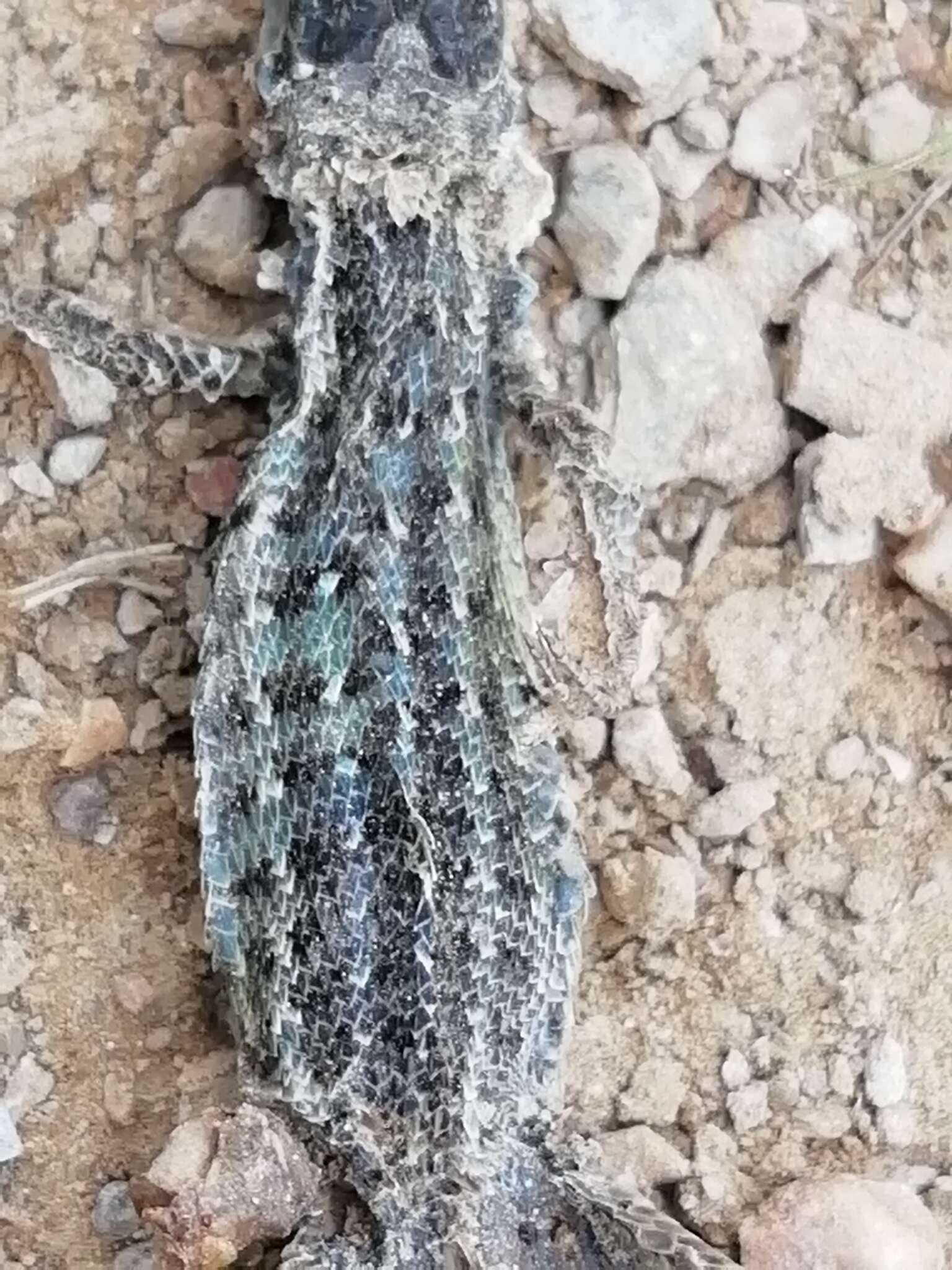 Image of Psammodromus occidentalis Fitze, Gonzalez-jimena, San-jose, San Mauro & Zardoya 2012