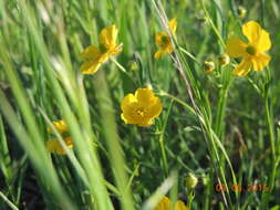 Image of Ranunculus polyanthemos L.