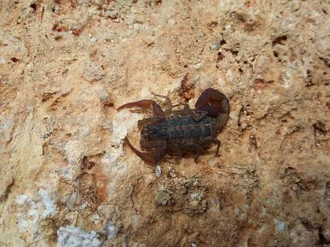 Image of Centruroides rodolfoi Santibanez-Lopez & Contreras-Felix 2013