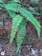 Image of royal lipfern