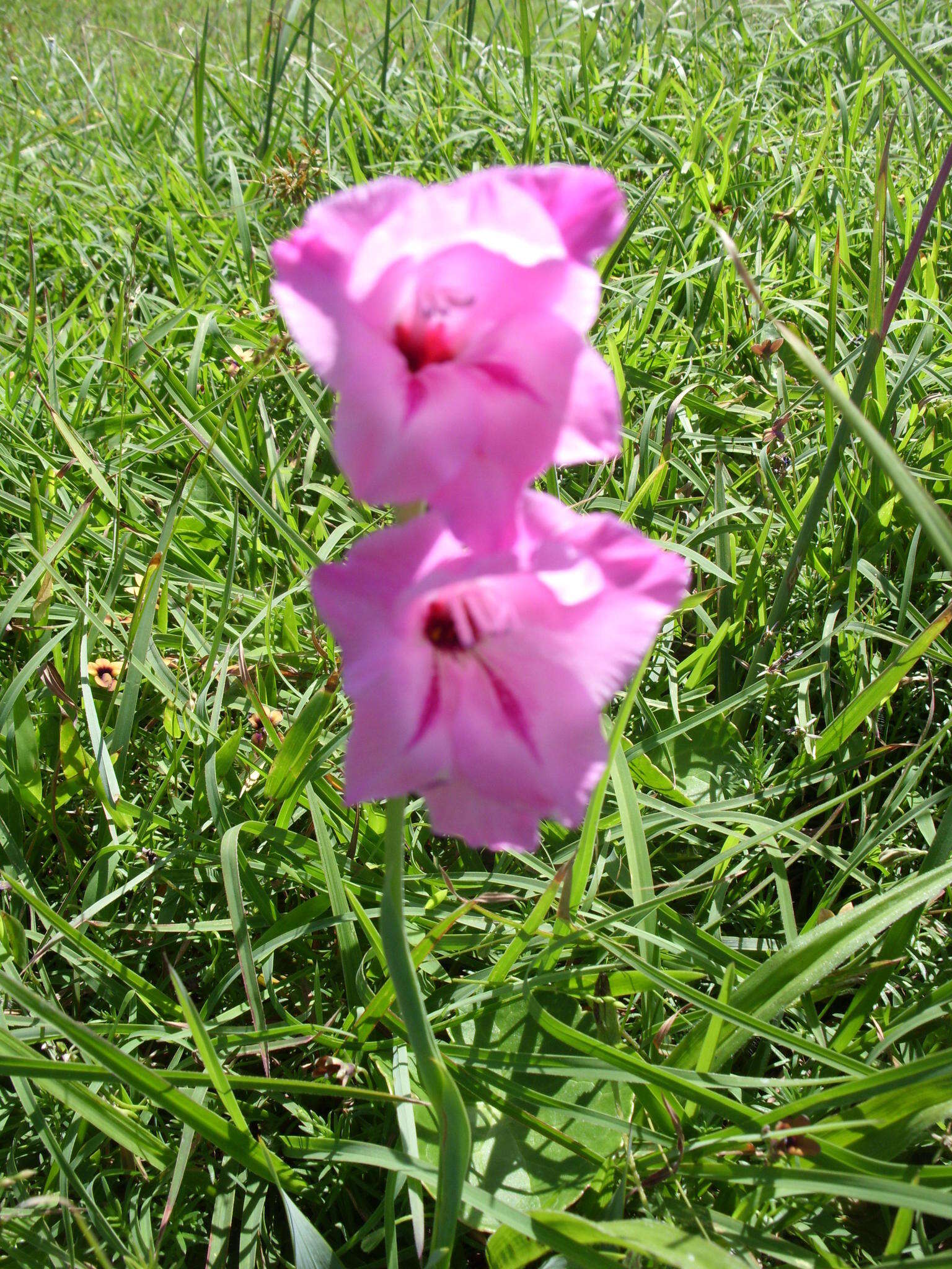 Image of Gladiolus ochroleucus Baker