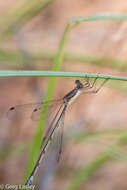 Image of Rainpool Spreadwing