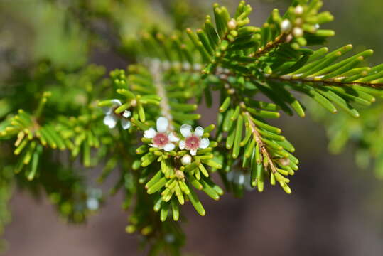 Image of Sannantha leratii (Schltr.) Peter G. Wilson