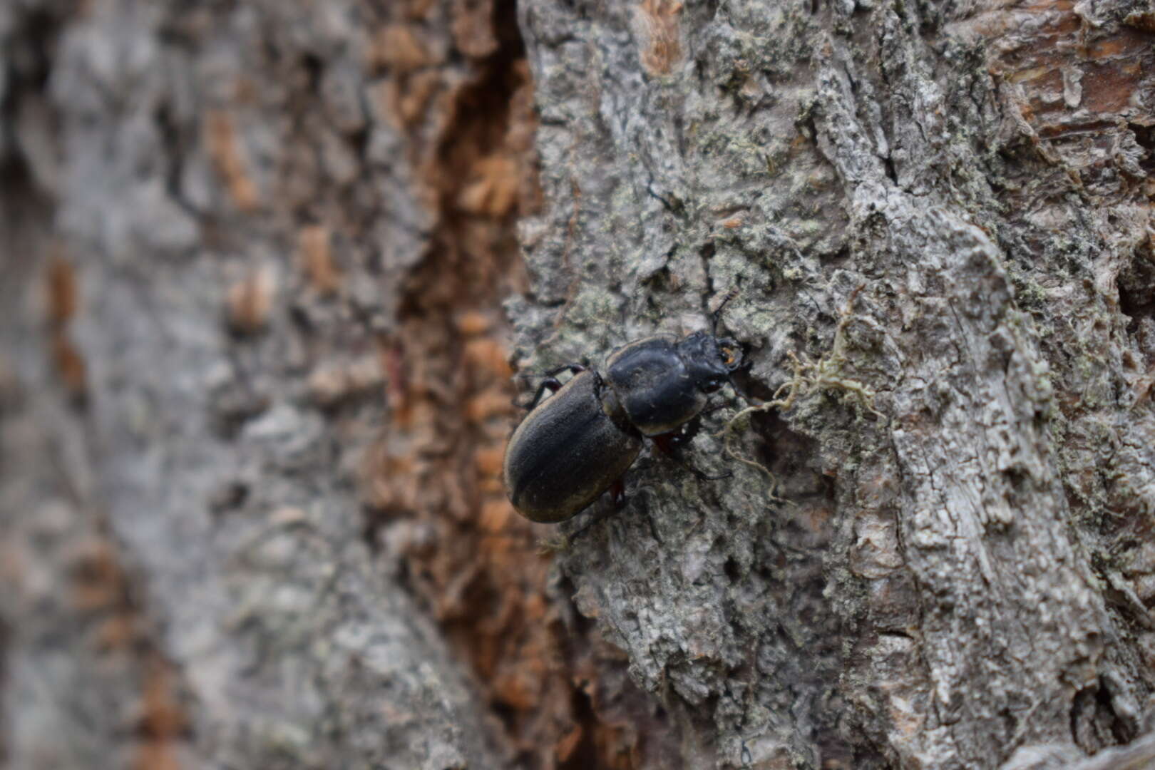 Слика од Erichius femoralis (Guérin-Méneville 1839)