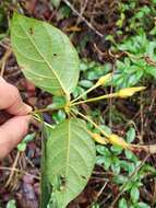 Image of Mendoncia velloziana (C. Martius) Nees