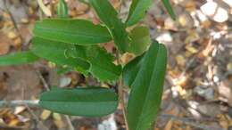 Image of Capparis cynophallophora L.