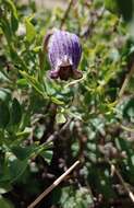 Image of Scott's clematis