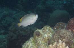 Image of Damselfish