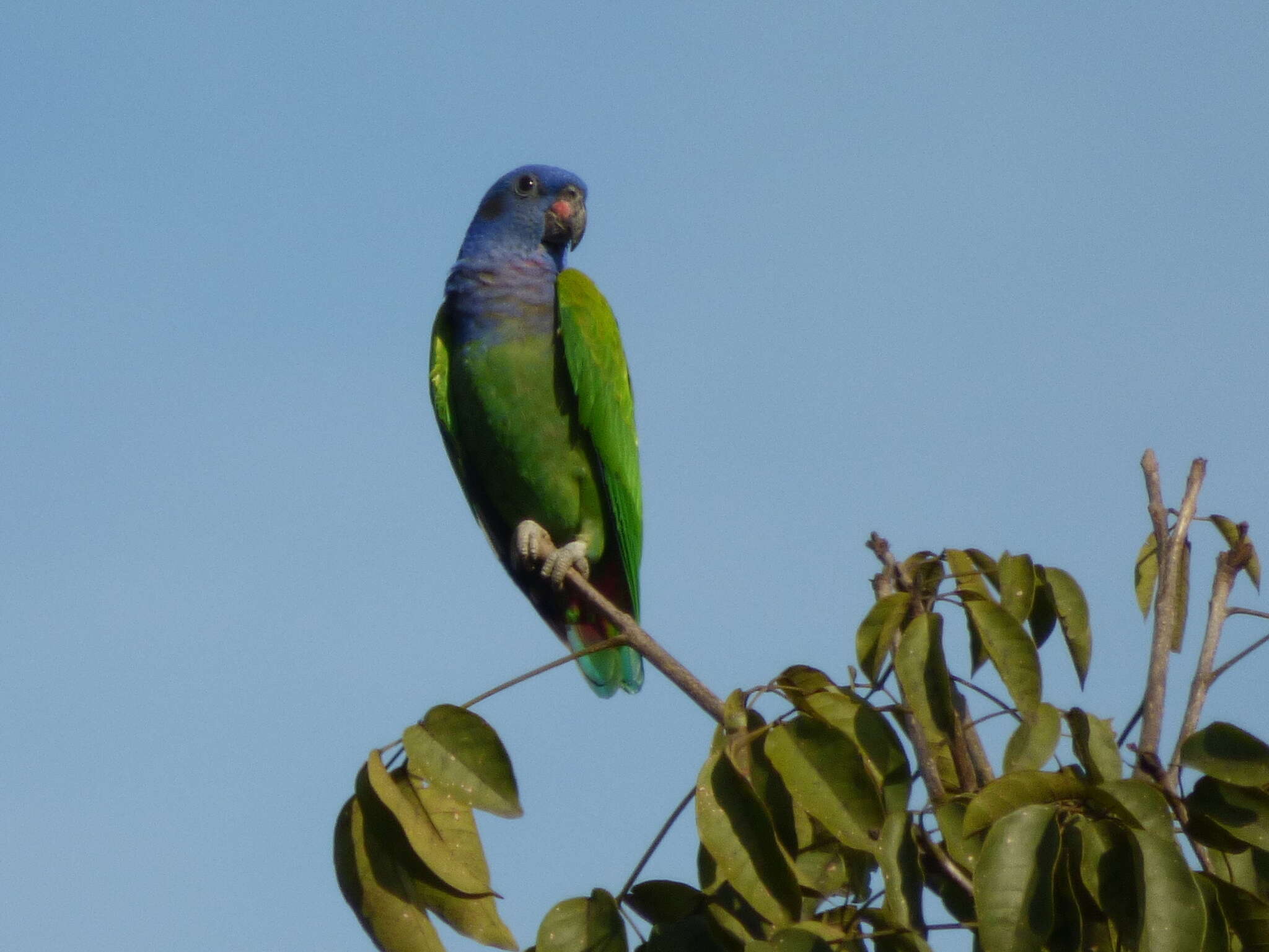 Image of Pionus menstruus menstruus (Linnaeus 1766)