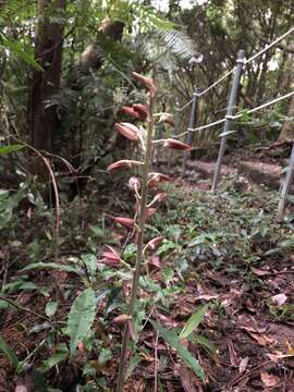 Image of Carrion orchid