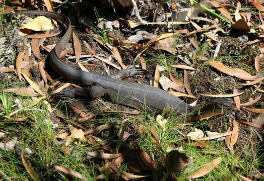 Image of Mertens's Water Monitor