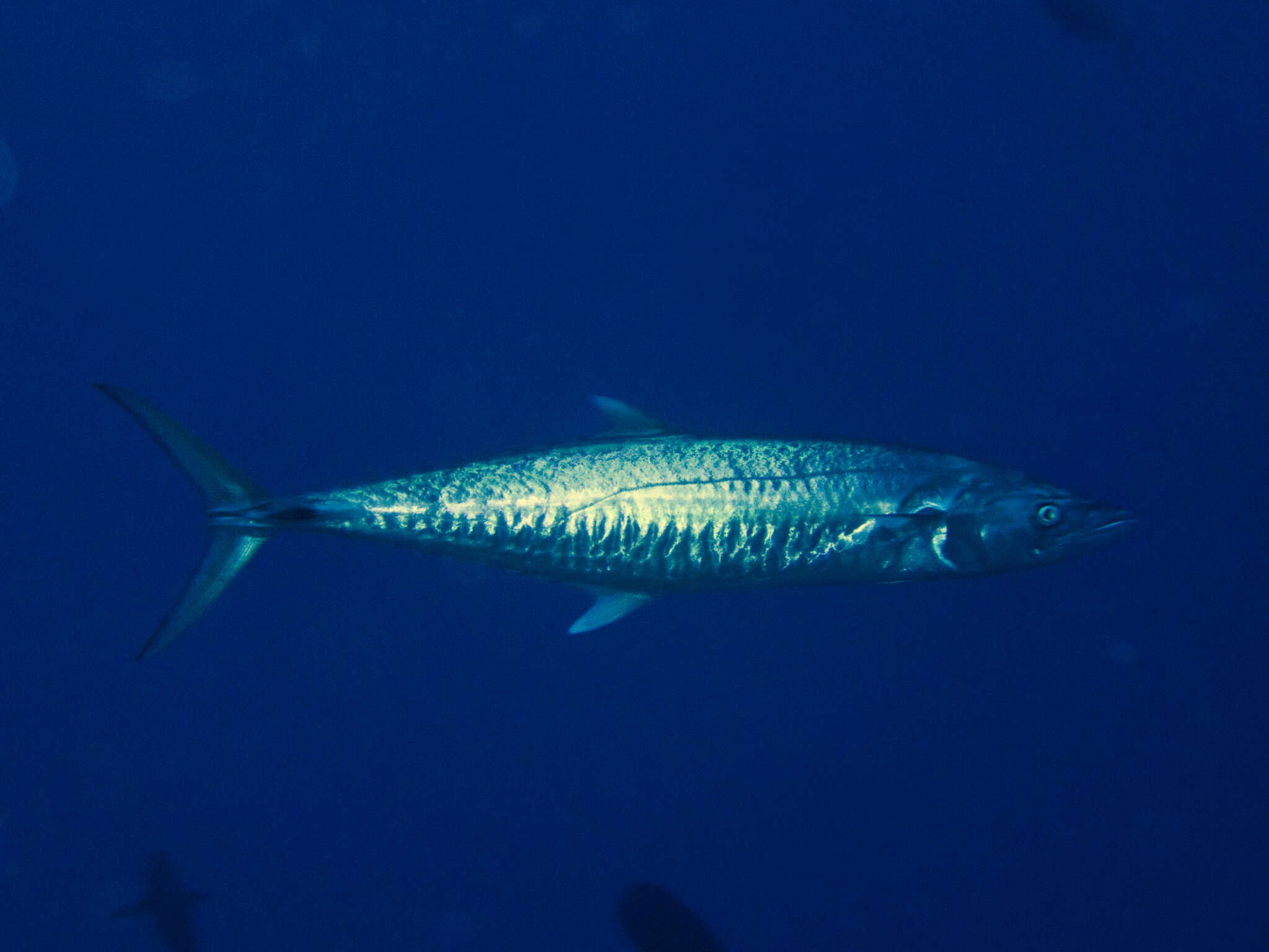 Image of Narrow-barred Spanish Mackerel
