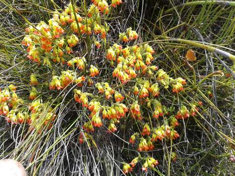 Слика од Erica thunbergii var. thunbergii