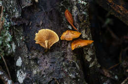 Image of Pholiota tuberculosa (Schaeff.) P. Kumm. 1871