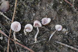 Image of Mycena seynii Quél. 1877